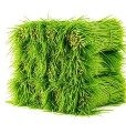 Green Fodder