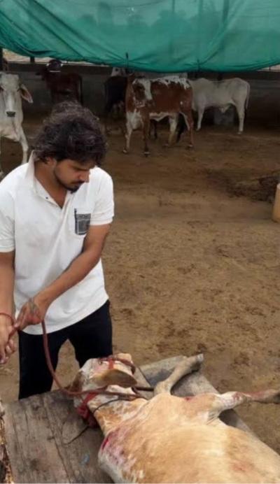 Rescue team helping an injured cow