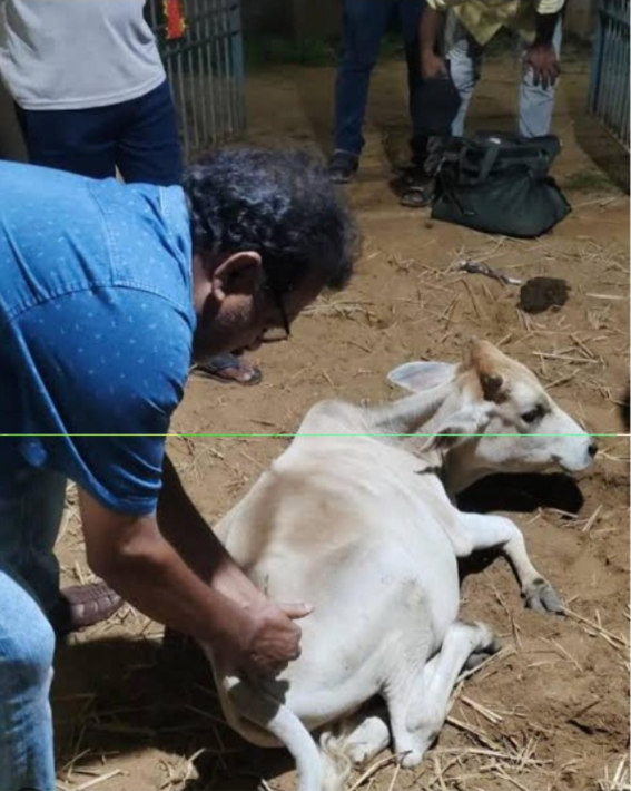 Caregiver helping a rescued calf