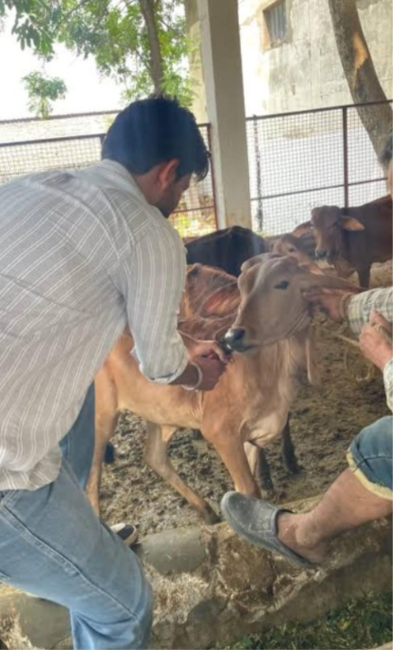 Team caring for a young cow