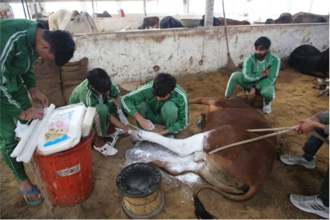 Animal treatment and rescue team at the shelter